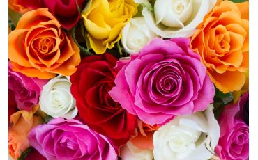 What is the Meaning Behind Different Colored Flower Roses? La Rosa Explains