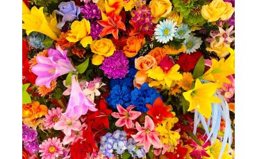 Color Therapy: How Flowers Affect Mood and Emotion