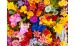 Color Therapy: How Flowers Affect Mood a...