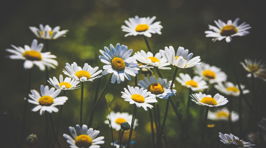 Daisies by la rosa