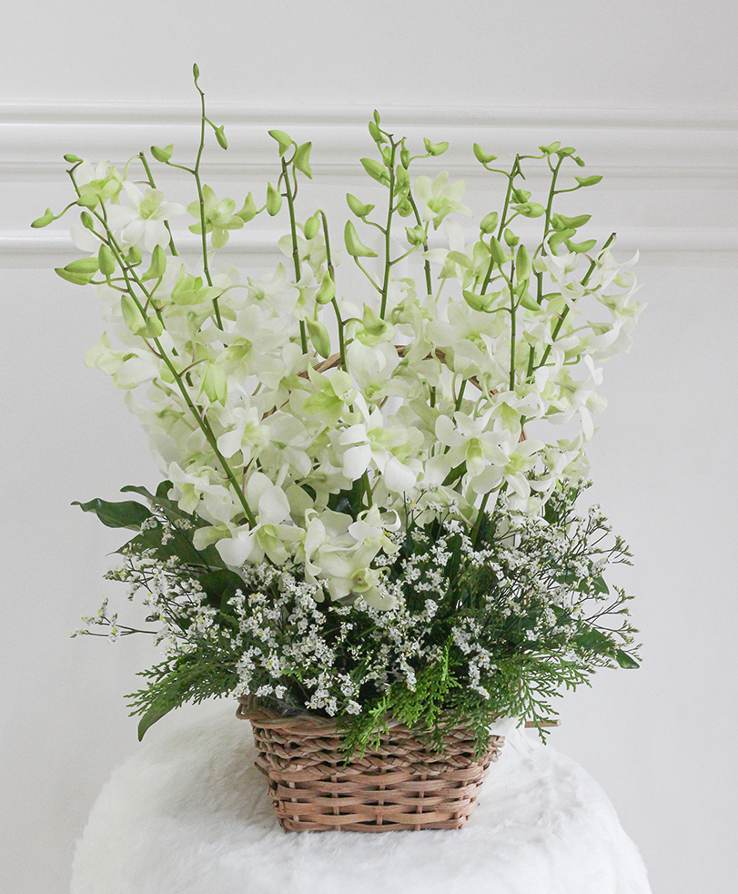 Orchids for All Saints’ Day