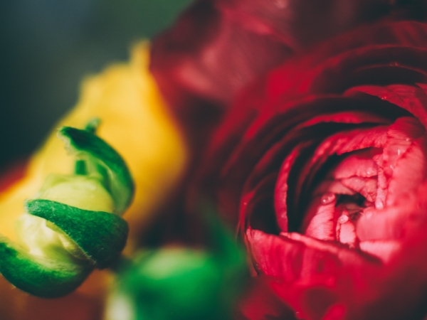 close picture of flower at La Rosa Flower Shop Anniversary Surprise